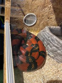Serpente abnorma