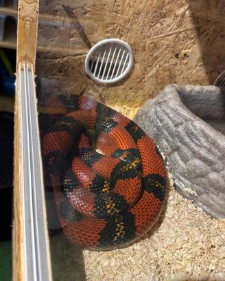 Serpente abnorma