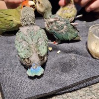 Inseparabili addomesticati