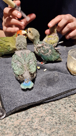 Inseparabili addomesticati