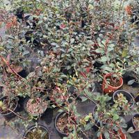 Piante da siepe in vaso (phootinia bussolo)