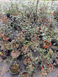 Piante da siepe in vaso (phootinia bussolo)