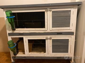 Cavie peruviane + conigliera