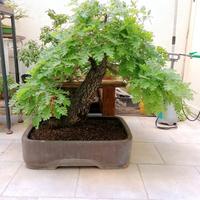 Bonsai quercia roverella - chiedi il video