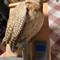 Stampi motorizzati per caccia