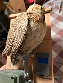 Stampi motorizzati per caccia