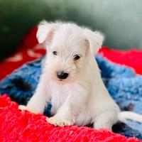 Cuccioli schnauzer nano bianco