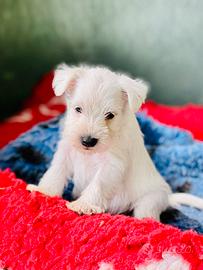 Cuccioli schnauzer nano bianco