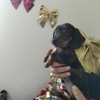 Bassotti piccola taglia