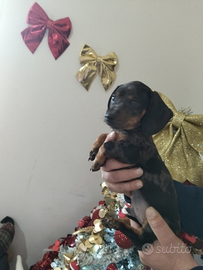 Bassotti piccola taglia