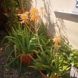 Pianta Grassa Aloe Maculata