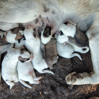 Pastore Asia centrale