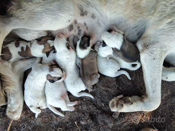 Pastore Asia centrale