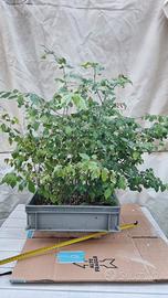 Pre bonsai boschetto olmi