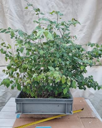 Pre bonsai boschetto olmi