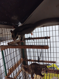 Coppia di paraurti dello zucchero maschio e femmin