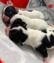 Cucciolo di chihuahua