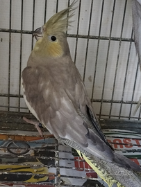 Calopsite femmina silver