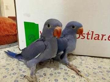 Pappagalli parrocchetti dal collare