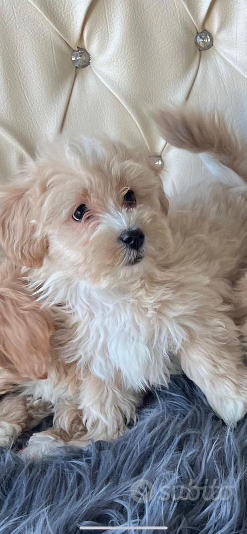Maltipoo toy