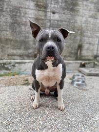 Amstaff blu maschio per monta