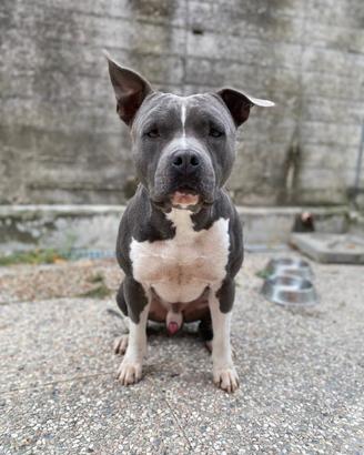 Amstaff blu maschio per monta