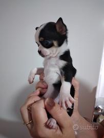 Chihuahua