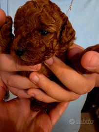 Cuccioli di Barboncino Toy Nano Red