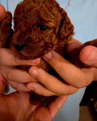Cuccioli di Barboncino Toy Nano Red