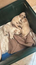 Cuccioli labrador