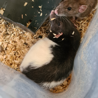 Per rettili e rapaci