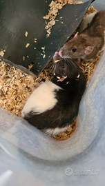 Per rettili e rapaci