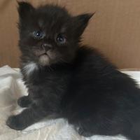 Cuccioli Maine Coon