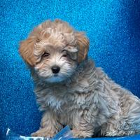 Maltipoo