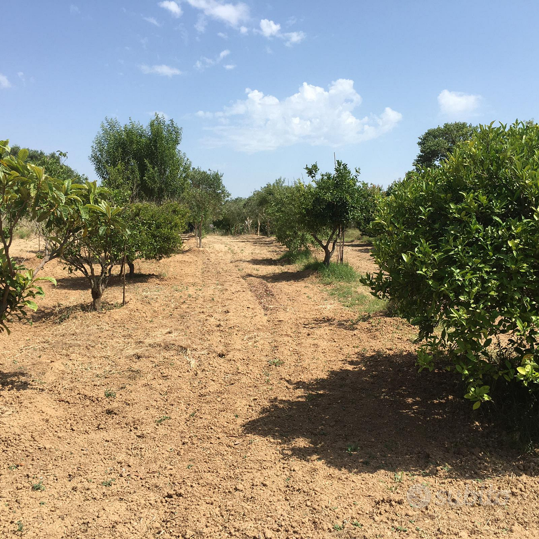 Terreno agricolo con frutteto - Vista 2