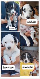 Nuova famiglia per questi cucciolotti