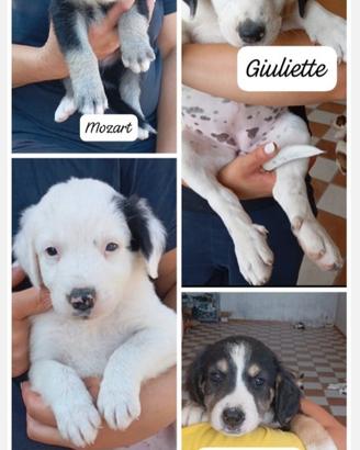 Nuova famiglia per questi cucciolotti