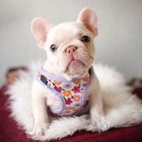 BULLDOG FRANCESE CUCCIOLI ITALIANI pag in 12 mesi