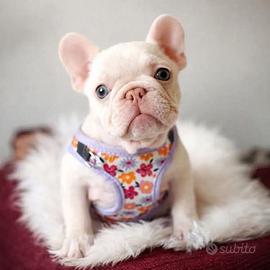 BULLDOG FRANCESE CUCCIOLI ITALIANI pag in 12 mesi