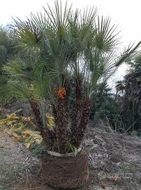 Palma Cespuglio (Chamaerops Humilis)