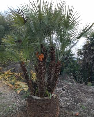 Palma Cespuglio (Chamaerops Humilis)