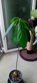 Piante di AVOCADO