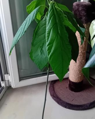 Piante di AVOCADO