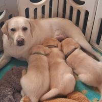 Disponibile ultimo cucciolo di labrador giallo