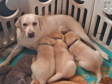 Disponibile cucciolo di labrador giallo