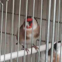 Maschio Major 2025 con piccola favetta