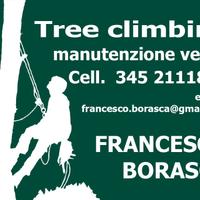 Potatura e abbattimento alberi in tree climbing