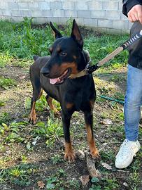 Dobermann