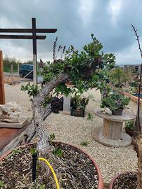 Bonsai Mediterraneo
