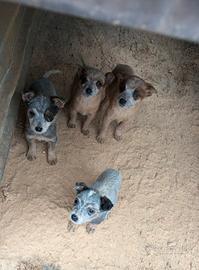 Australian cattle dog/ Pastore australiano
